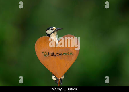 Großen beschmutzt Specht (Picoides großen, großen Dendrocopos), Männchen sitzt auf Gartendekoration, Herz mit Inschrift Willkommen, Deutschland Stockfoto