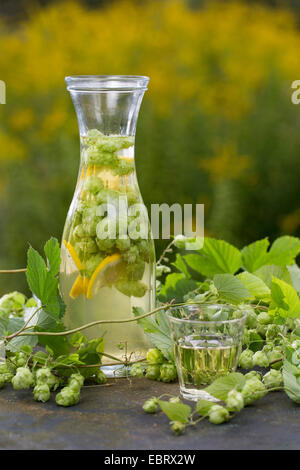 gemeinsamen Hopfen (Humulus Lupulus), Selfmade hop Wein Stockfoto