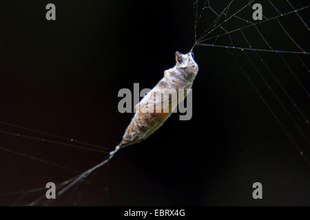 Beute im Netz der Spinne Stockfoto