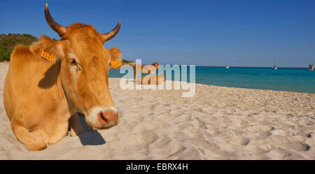 Hausrind (Bos Primigenius F. Taurus), Kühe liegen am Strand von Saleccia, Frankreich, Korsika, Les Agriates, Saint Florent Stockfoto