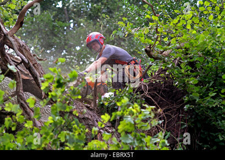 Holz-Arbeiter schneiden einen Baum, Deutschland Stockfoto