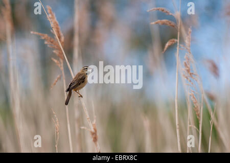 Schilfrohrsänger (Acrocephalus Schoenobaenus), Erwachsene thront auf einem Reed-Stiel bei RSPB Blacktoft Sands, East Yorkshire. April. Stockfoto