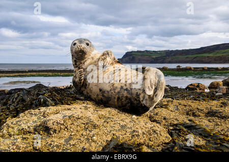 Seehunde (Phoca Vitulina) gezogen, auf Felsen bei Robin Hoods Bay, North Yorkshire. Mai. Stockfoto