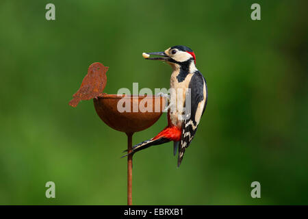 Großen beschmutzt Specht (Picoides großen, großen Dendrocopos), Männchen sitzt auf Gartendekoration mit Futter im Schnabel, Deutschland Stockfoto