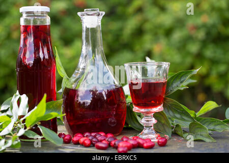 Karneol Kirsche Holz (Cornus Mas), machte der Kornelkirsche Cherryies Likör Stockfoto