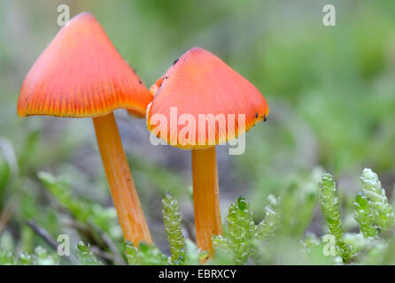 Anhaltende Waxcap (Hygrocybe Persistens), auf Industriebrachen in Ruhr Area, Germany, North Rhine-Westphalia, Ruhrgebiet, Duisburg Stockfoto
