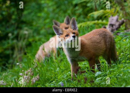 Rotfuchs (Vulpes Vulpes), fox zwei Jungtiere in einem Wald Wiese, Schweiz, Sankt Gallen, Rheineck Stockfoto