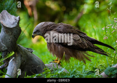 Schwarzmilan, Yellow-billed Kite (Milvus Migrans), sitzt auf einer Wurzel am Boden, der Schweiz, Sankt Gallen, Rheineck Stockfoto