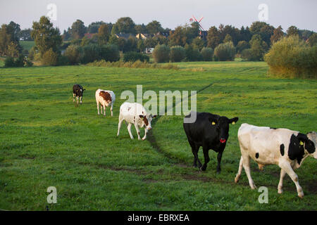 Hausrind (Bos Primigenius F. Taurus), Vieh auf der Weide, ethische Haltung, Deutschland, Schleswig-Holstein Stockfoto