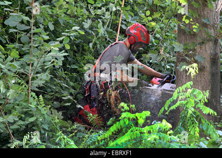 Holz-Arbeiter schneiden einen Baum, Deutschland Stockfoto