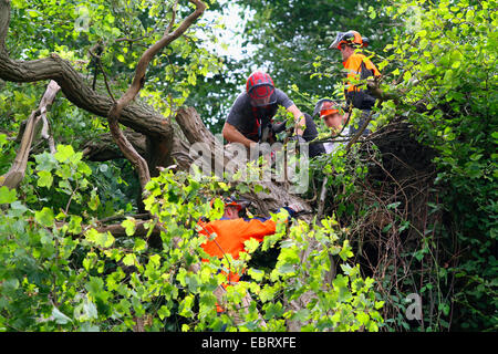 Holz-Arbeiter schneiden einen Baum, Deutschland Stockfoto