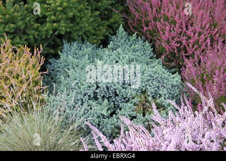 Blue Star-Wacholder (Juniperus Squamata 'Blue Star', Juniperus Squamata Blue Star), Sorte Blue Star in einem Garten mit Calluna Stockfoto