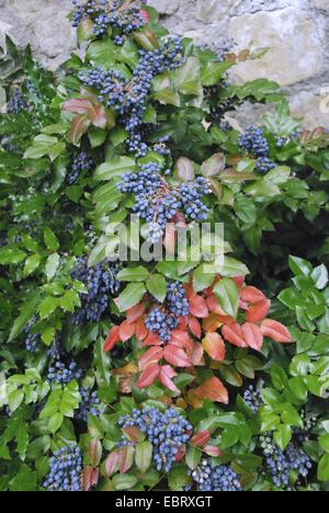 Holly-Blatt Oregongrape, Mahonie, glänzende Oregongrape, hoch Oregongrape Berg Traube (Mahonia Aquifolium), Fruchtkörper Stockfoto