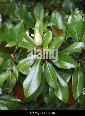 Immergrüne Magnolie, Ray Bull, Immergrüne Magnolie (Magnolia Grandiflora), Blüte Knospe Stockfoto