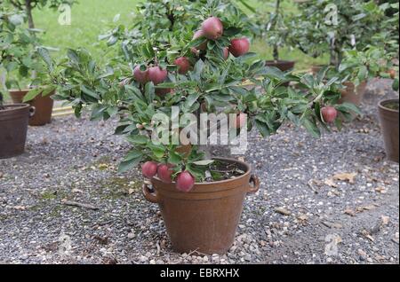 Apfelbaum (Malus Domestica "Rote Spur", Malus Domestica Red Sporn), Sorte Red Sporn, Äpfel auf dem Baum Stockfoto