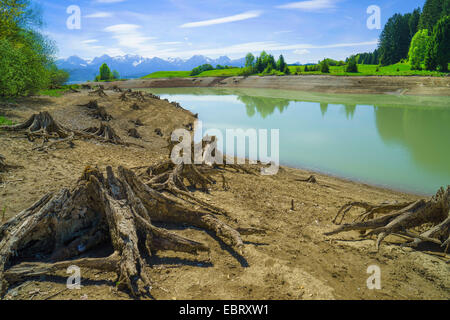 Baum Haken am Ufer des Forggensee, Tannheimer Berge im Hintergrund, Deutschland, Bayern, Oberbayern, Oberbayern, Ostalgaeu Stockfoto