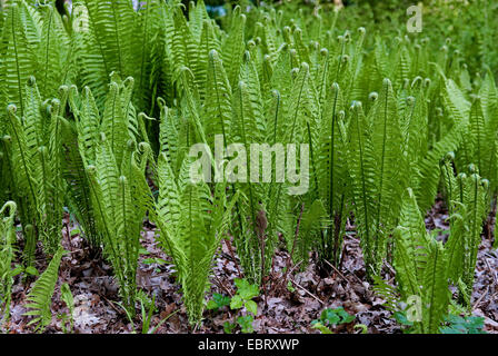 Europäische Strauß Farn (Matteuccia Struthiopteris), Group, Deutschland Stockfoto