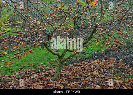 Mispel (canescens Germanica "Metz", canescens Germanica Metz), Metz, Sorte Baum voller Früchte Stockfoto