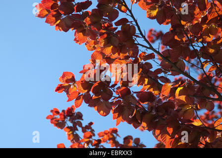 Blutbuche (Fagus Sylvatica 'Purpurea Latifolia', Fagus Sylvatica Purpurea Latifolia), Sorte Purpurea Latifolia, Filiale gegen blauen Himmel Stockfoto