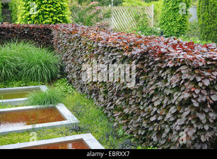 Blutbuche (Fagus Sylvatica 'Purpurea Latifolia', Fagus Sylvatica Purpurea Latifolia), Sorte Purpurea Latifolia, Hecke in einem park Stockfoto