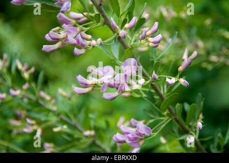 Gewöhnliches Salz Baum, russische Salz (Halimodendron Halodendron), blühen Stockfoto