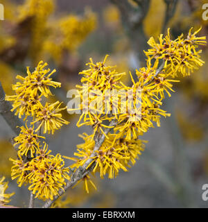 Chinesische Hexe Hasel (Hamamelis Mollis 'Brevipetala', Hamamelis Mollis Brevipetala), blühender Zweig Stockfoto