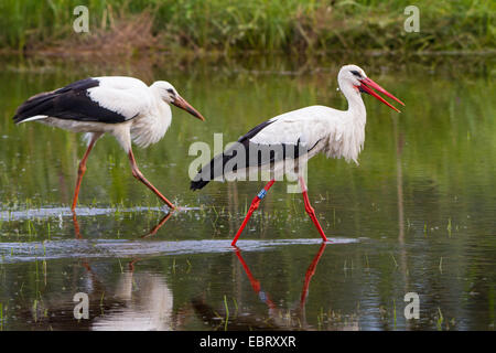 Weißstorch (Ciconia Ciconia), Störche auf den Feed in einem Sumpf Wiese, Schweiz, Sankt Gallen, Rheineck Stockfoto