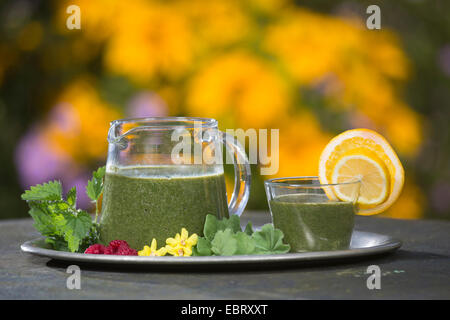 Green Smoothie gemacht von Brennnessel und Löwenzahn Stockfoto