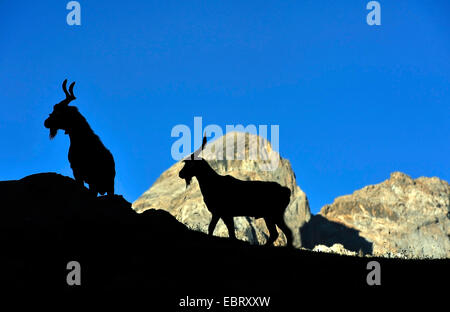 Hausziege (Capra Hircus, Capra Aegagrus F. Hircus), zwei Ziegen in den französischen Alpen, silhouette, Briancon Valloire, Hautes-Alpes, Savoie, Frankreich Stockfoto