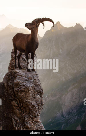 Alpensteinbock (Capra Ibex, Capra Ibex Ibex), steht auf einem Tor im Morgenlicht, Schweiz, Alpstein, Altmann Stockfoto