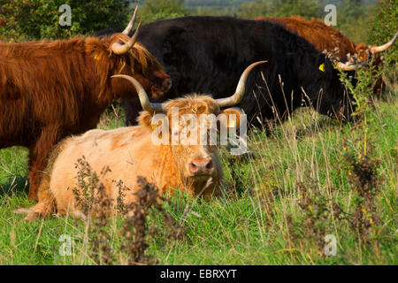 Schottische Hochlandrinder (Bos Primigenius F. Taurus), Herde auf der Weide, Deutschland, Schleswig-Holstein Stockfoto