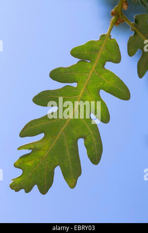 Pyrenäen-Eiche (Quercus Pyrenaica), Blatt gegen blauen Himmel Stockfoto