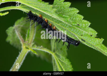 Pfau Motte, Pfau (Inachis Io, Nymphalis Io), Raupe auf Stingnettle, Deutschland Stockfoto