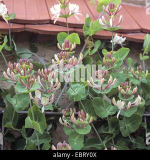 Italienische Geißblatt, italienische Woodbine, perfoliate Geißblatt (Lonicera Caprifolium), blühen Stockfoto