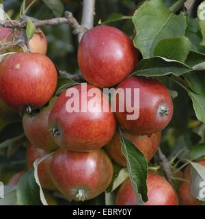 Apfelbaum (Malus Domestica 'Clivia', Malus Domestica Clivia), Clivia, Sorte Äpfel an einem Baum Stockfoto
