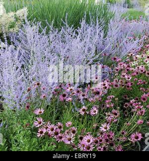 Perovskia (Perovskia Atriplicifolia 'Blue Spire', Perovskia Atriplicifolia Blue Spire), Sorte Blue Spire, blühen Stockfoto