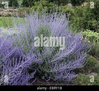 Perovskia (Perovskia Atriplicifolia 'Blue Spire', Perovskia Atriplicifolia Blue Spire), Sorte Blue Spire, blühen Stockfoto