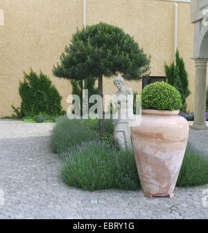 Zirbenholz, italienische Pinie, Schirm-Kiefer (Pinus Pinea), in ein Blumenbeet mit Lavendel Stockfoto