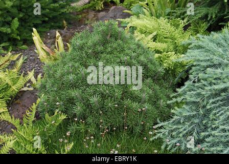 Latschenkiefer, Mugo Pine (Pinus Mugo 'Mops', Pinus Mugo Mops), Sorte Mops Stockfoto