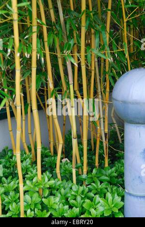 Nut-Bambus (Phyllostachys Aureosulcata 'Spectabilis' Phyllostachys Aureosulcata Spectabilis), gelbe Sorte Spectabilis Sprossen, zusammen mit Pachysandra Terminalis Stockfoto