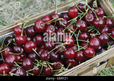 Zwerg-Kirsche, Morello Kirsche, Sauerkirsche (Prunus Cerasus), Kirschen im Korb, Deutschland Stockfoto