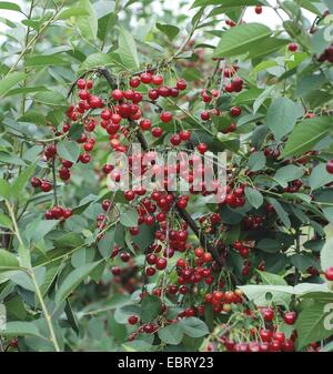 Zwerg-Kirsche, Morello Kirsche, Sauerkirsche (Prunus Cerasus 'Scharoe', Prunus Cerasus Scharoe), Sorte Scharoe Stockfoto