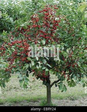 Zwerg-Kirsche, Morello Kirsche, Sauerkirsche (Prunus Cerasus 'Scharoe', Prunus Cerasus Scharoe), Sorte Scharoe Stockfoto