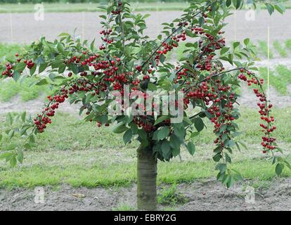 Zwerg-Kirsche, Morello Kirsche, Sauerkirsche (Prunus Cerasus 'Scharoe', Prunus Cerasus Scharoe), Sorte Scharoe Stockfoto