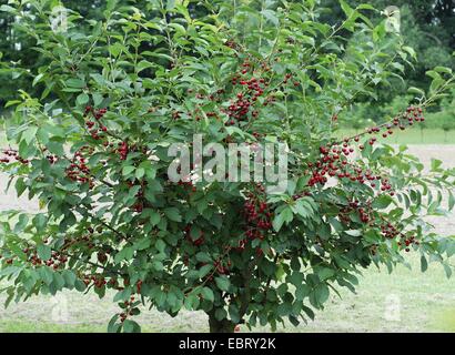 Zwerg-Kirsche, Morello Kirsche, Sauerkirsche (Prunus Cerasus 'Rubellit', Prunus Cerasus Rubellit), Sorte Rubellit Stockfoto