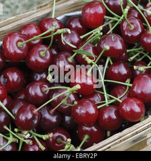 Zwerg-Kirsche, Morello Kirsche, Sauerkirsche (Prunus Cerasus), Kirschen im Korb, Deutschland Stockfoto