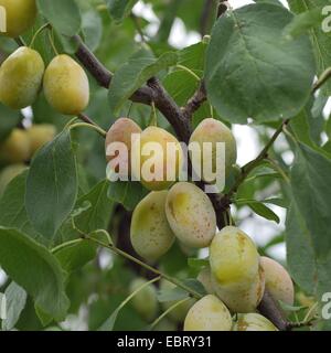 Pflaume (Prunus Domestica 'Tipala', Prunus Domestica Tipala), Sorte Tipala Stockfoto