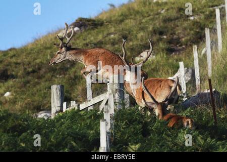 Rothirsch (Cervus Elaphus), einen Sprung über einen Zaun, Großbritannien, Schottland Stockfoto