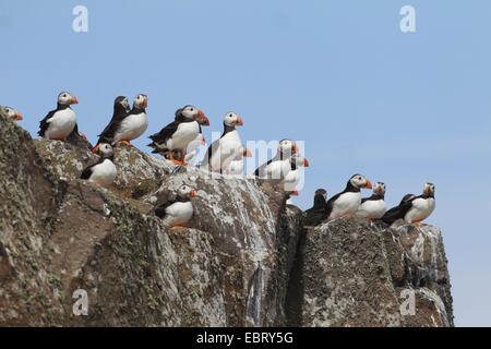 Papageitaucher, gemeinsame Papageientaucher (Fratercula Arctica), Gruppe auf einem Felsen, Großbritannien, Schottland Stockfoto