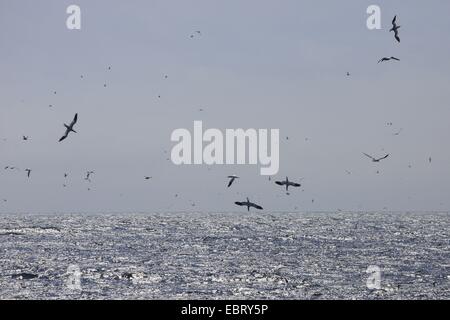 Basstölpel (Sula Bassana, Morus Bassanus), fliegen über das Meer, Huntung, Vereinigtes Königreich, Schottland Stockfoto